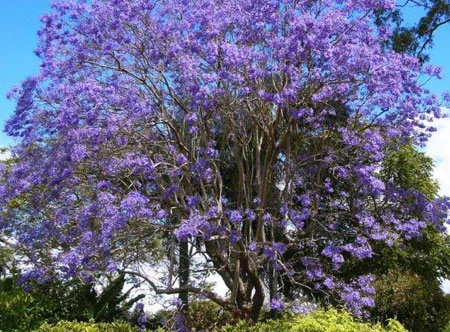 蓝花风铃木是一种什么花卉植物？蓝花风铃木的花期、别名及简介