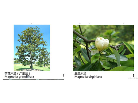 玉兰花品种图片――荷花玉兰、北美玉兰